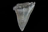 Fossil Mako Shark Tooth - Georgia #75088-1